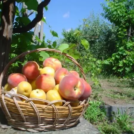 Il Vigneto Panzió
