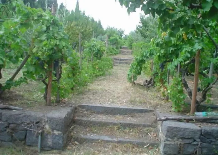 Il Vigneto 3*