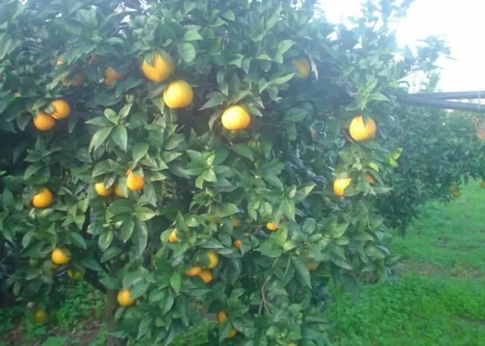 Alojamento de Acomodação e Pequeno-almoço Il Vigneto 3*