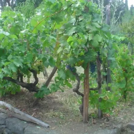 Bed & Breakfast Il Vigneto 3*