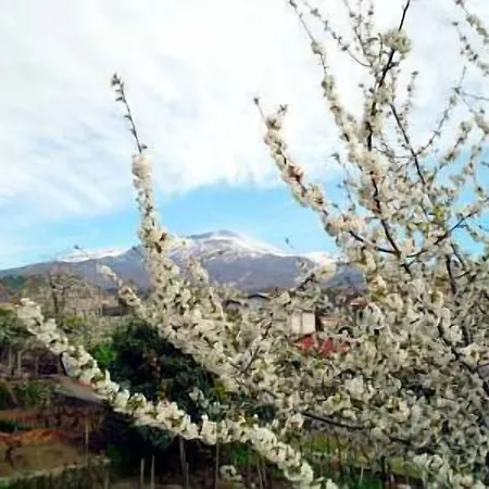Bed & Breakfast Il Vigneto 3*