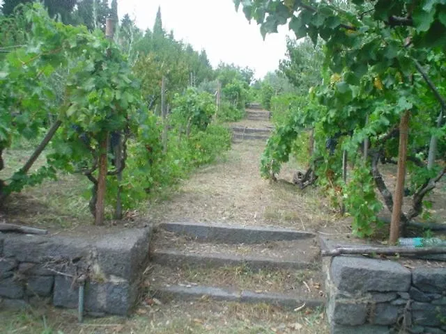 Bed and breakfast Il Vigneto